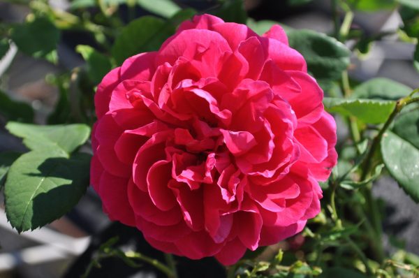 Rose L.D. Braithwhite