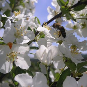 malus evereste