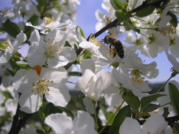 malus evereste