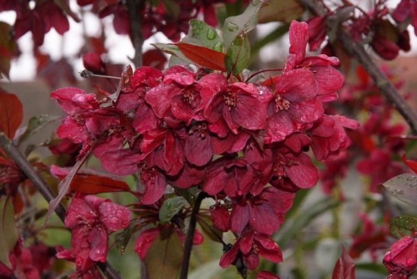 malus royalty