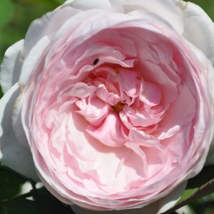 rosa Olivia Austin