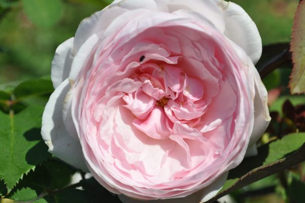 rosa Olivia Austin