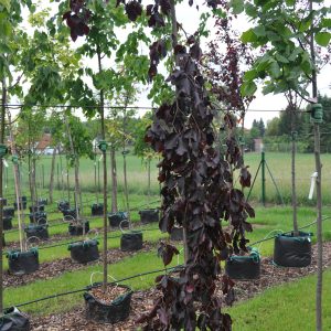 fagus sylvatica purpurea pendula