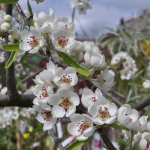 Pyrus salicifolia pendula