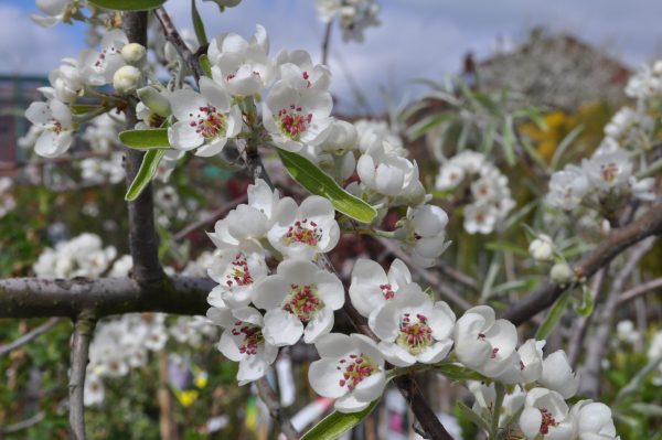 Pyrus salicifolia pendula