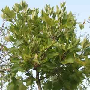 platanus hispanica Alphens globe