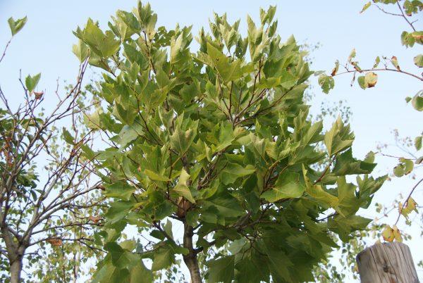 platanus hispanica Alphens globe