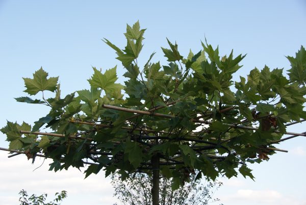 platanus hispanica