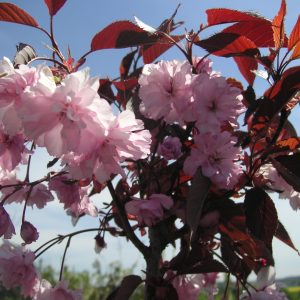 prunus serrulata royal burgundy