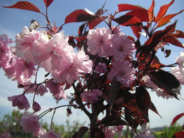 prunus serrulata royal burgundy