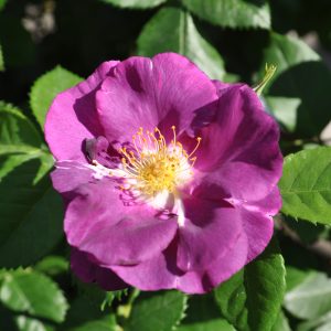 rosa rhapsody in blue