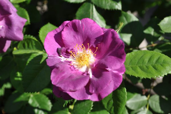 rosa rhapsody in blue