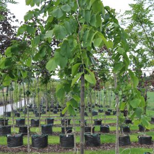 Ulmus glabra pendula