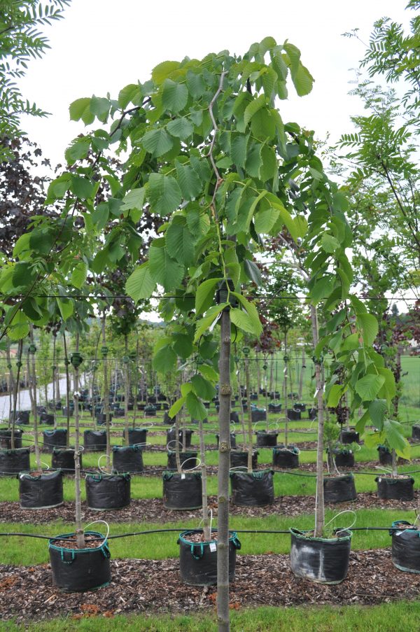 Ulmus glabra pendula