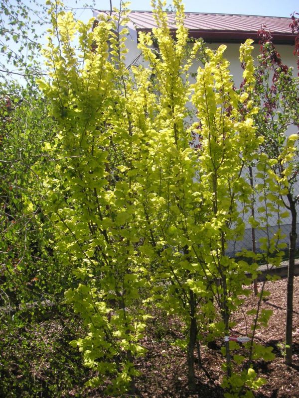 Ulmus hollandica Wredei
