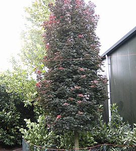 Säulenblutahorn