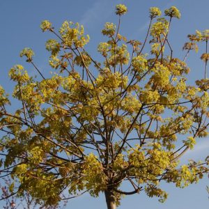 acer platanoides globosum