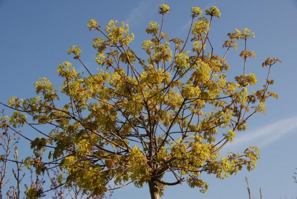 acer platanoides globosum