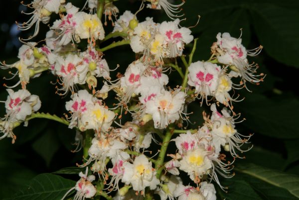 aesculus hippocastanum