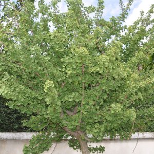 ginkgo biloba marien