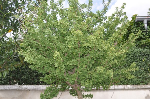 ginkgo biloba marien