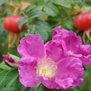 rosa rugosa