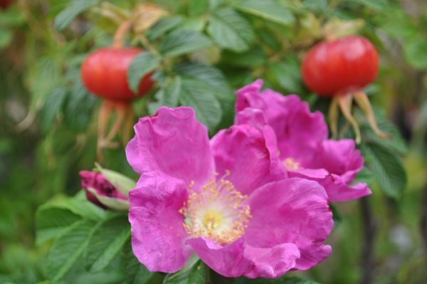 rosa rugosa