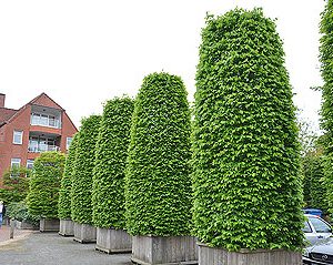 Säulenhainbuche