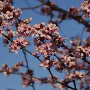 prunus cerasifera nigra