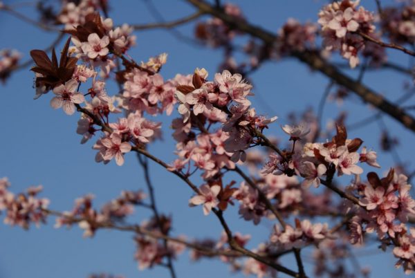 prunus cerasifera nigra