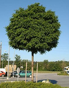 robinia pseudoacacia umbraculifera