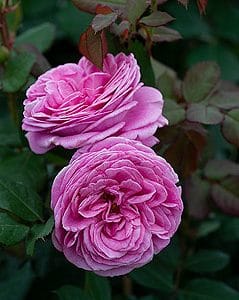 Rose Rosengräfin Marie Henriette