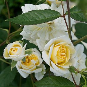 Rose Malvern Hills