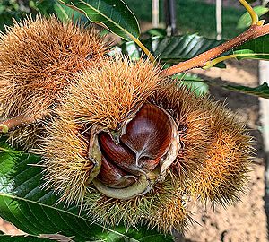 castanea sativa