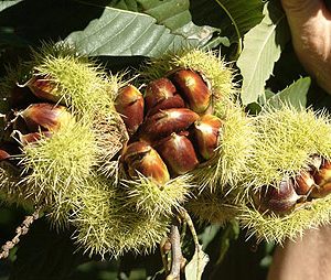 castanea sativa