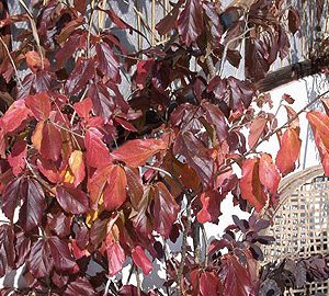 parrotia persica