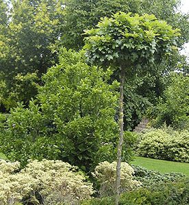 Quercus palustris green dwarf