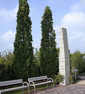 Quercus palustris green pillar