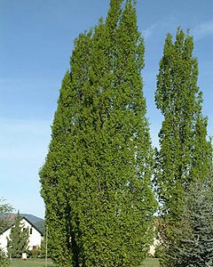 Quercus robur fastigiada