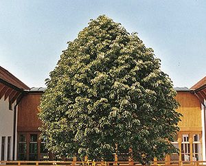 Tilia tomentosa szeleste