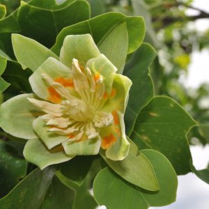 liriodendron tulipifera