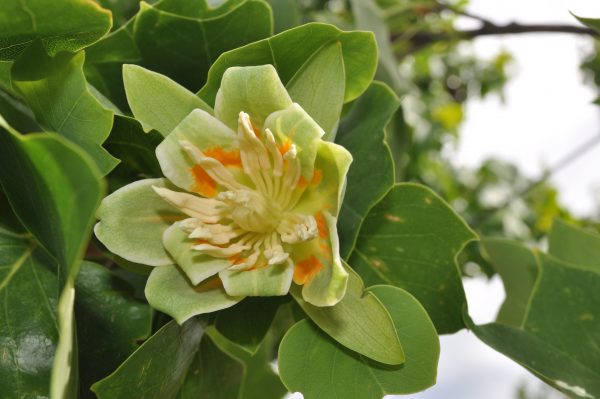 liriodendron tulipifera