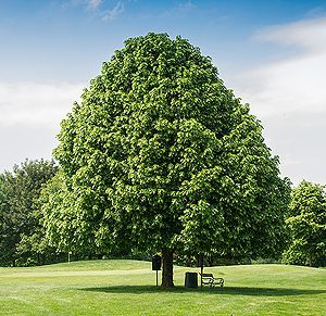 tilia platyphyllos