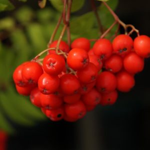 sorbus domestica edulis