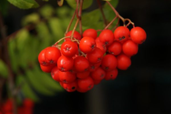 sorbus domestica edulis