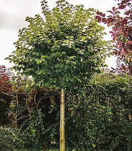 tilia cordata green globe