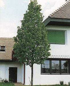 tilia europaea Pallida