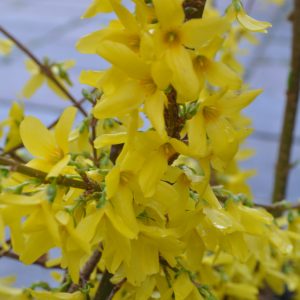 forsythia intermedia courtalyn