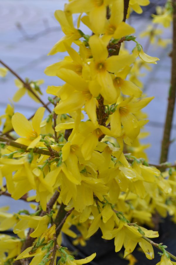 forsythia intermedia courtalyn