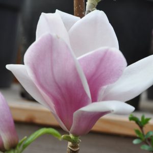 magnolia satisfaction